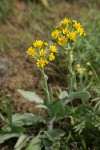 Western Groundsel