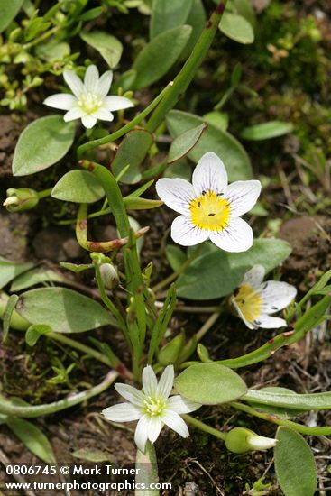 Hesperochiron pumilus; Lewisia triphylla