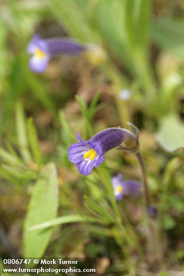 Orobanche uniflora