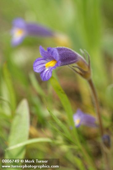 Orobanche uniflora