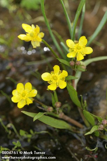 Ranunculus alismifolius