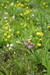 Desert Shooting Star among Water Plantain Buttercups & Spring Beauty