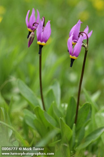 Dodecatheon conjugens