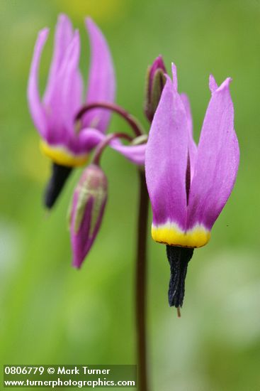 Dodecatheon conjugens