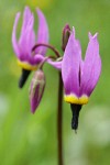 Desert Shooting Star blossoms detail