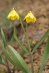 Yellow Bells blossoms & foliage