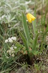 Yellow Bells w/ Piper's Desert Parsley