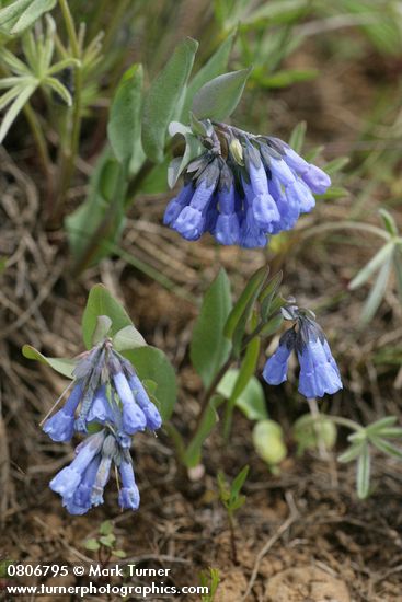 Mertensia longiflora