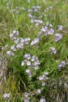 Western Polemonium