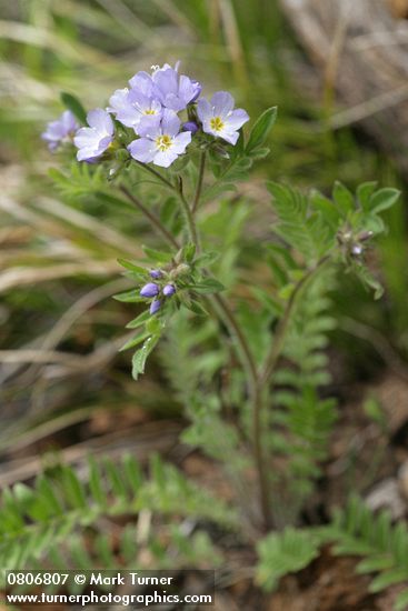 Polemonium occidentale