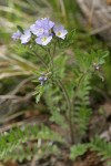 Western Polemonium blossoms & foliage