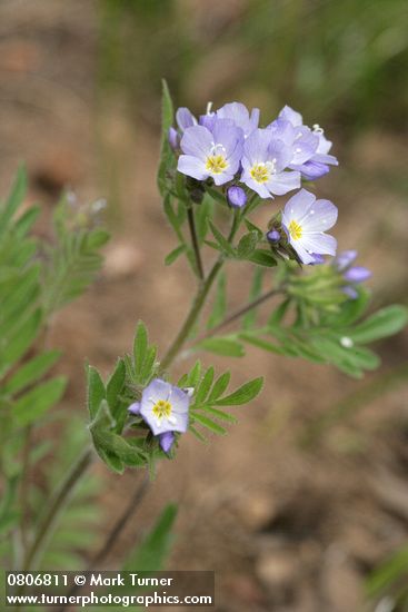 Polemonium occidentale