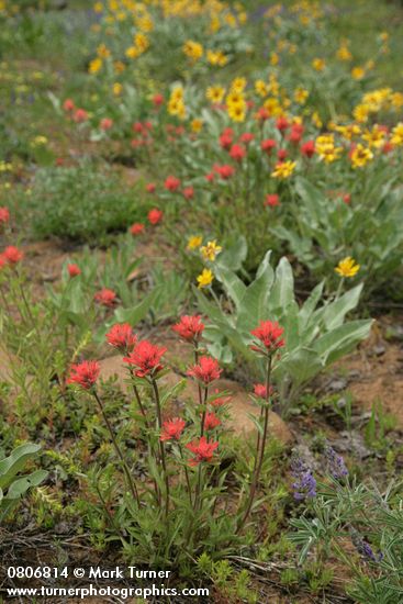 Castilleja hispida