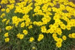 Yellow Desert Daisies