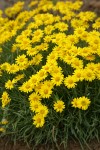 Yellow Desert Daisies