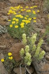 Thompson's Paintbrush w/ Yellow Desert Daisies