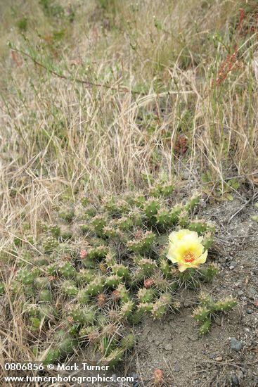 Opuntia fragilis