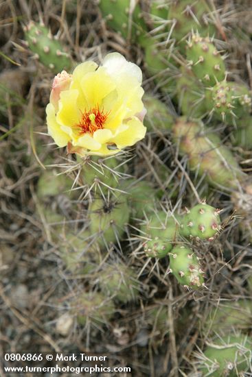 Opuntia fragilis