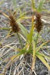 Large-headed (Bighead) Sedge w/ female inflorescences