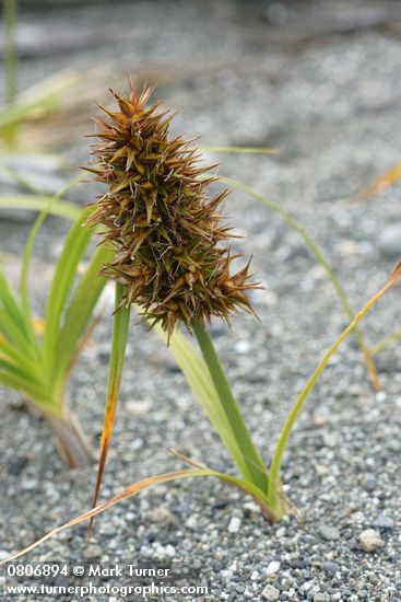 Carex macrocephala