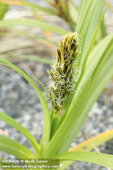 Carex macrocephala