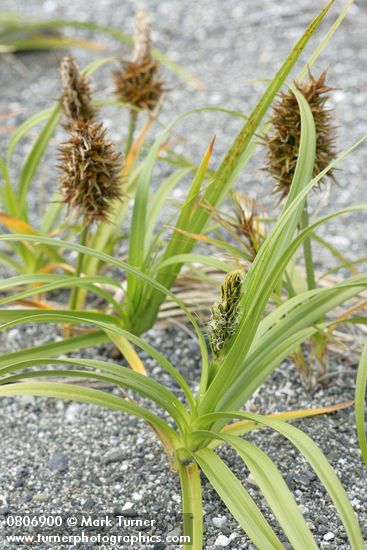 Carex macrocephala