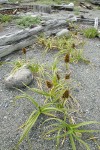 Large-headed (Bighead) Sedge on sandy beach w/ male (fgnd) & female inflorescences