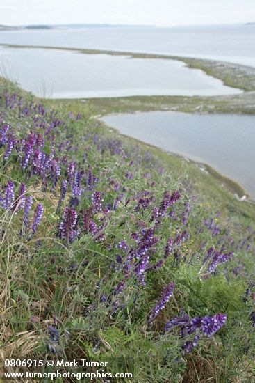 Vicia villosa