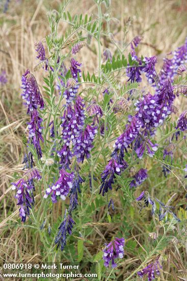 Vicia villosa