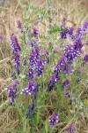 Woolly Vetch