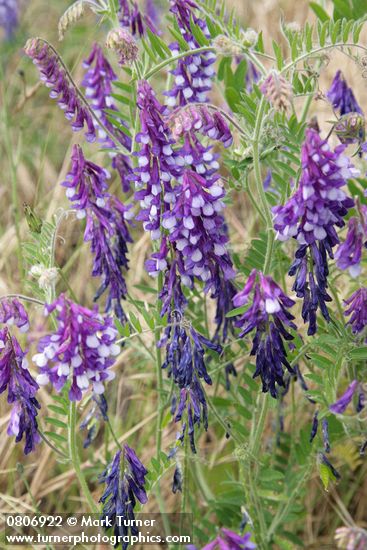 Vicia villosa
