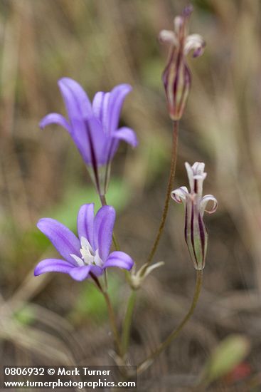 Brodiaea coronaria