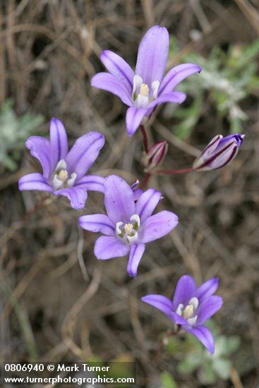 Brodiaea coronaria