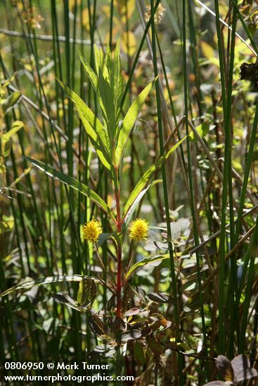 Lysimachia thyrsiflora
