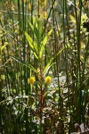 Tufted Loosestrife, backlit among rushes
