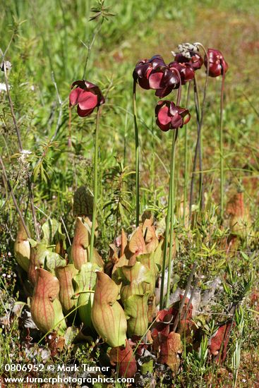 Sarracenia purpurea
