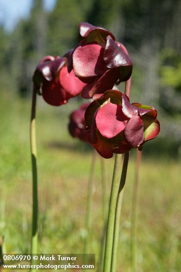 Sarracenia purpurea