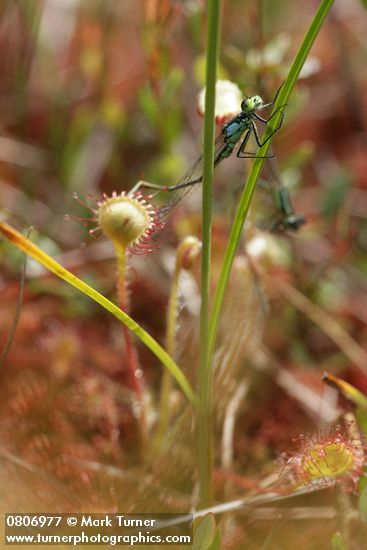 Drosera rotundifolia