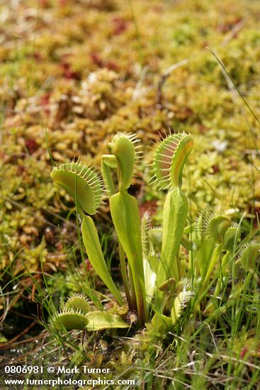 Dionaea muscipula