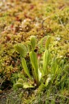 Venus Flytrap