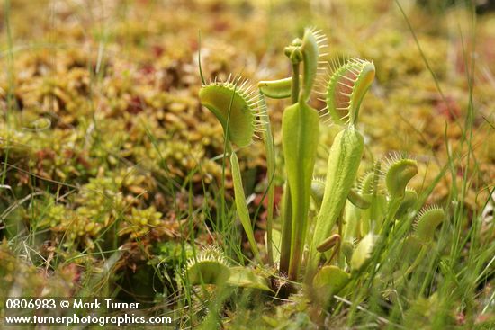 Dionaea muscipula