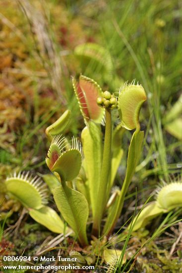 Dionaea muscipula