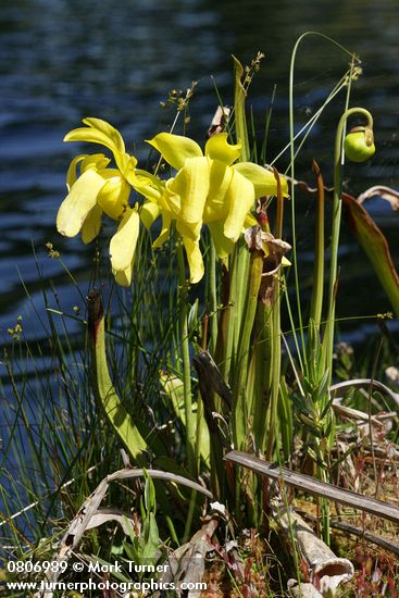 Sarracenia flava