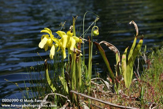 Sarracenia flava