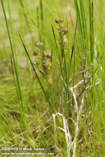Scheuchzeria palustris