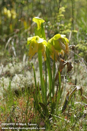 Sarracenia flava