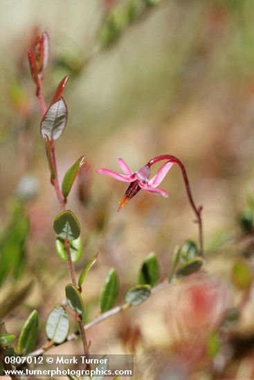 Vaccinium oxycoccos