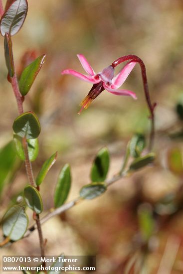 Vaccinium oxycoccos