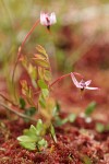 Bog Cranberry