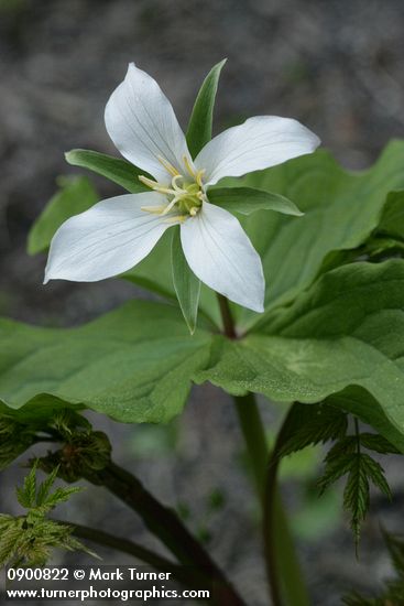 Trillium ovatum